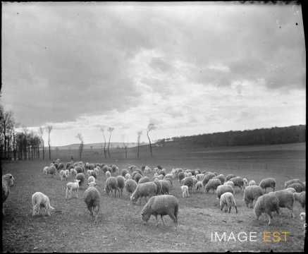 Troupeau de moutons au pâturage (Amance)